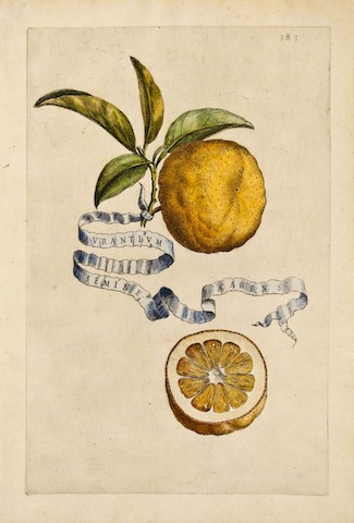 flamboyant engraving of orange with fluttering label