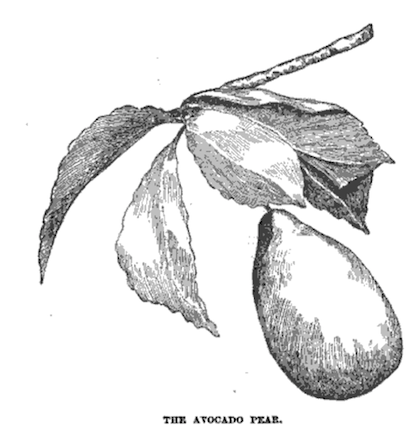 engraving labeled "the avocado pear"