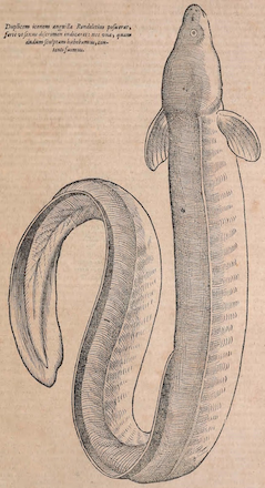 engraving of wriggling eel