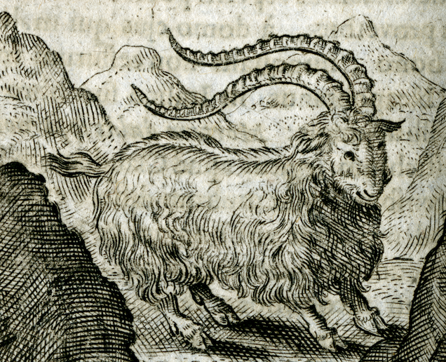 engraving of a hairy goat in the mountains