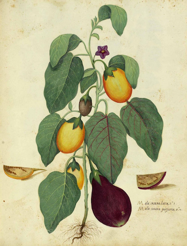 botanical illustration of eggplants growing
