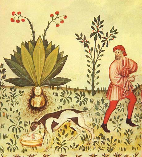 manuscript illustration of man, dog, and mandrake growing with human-like head visible under soil