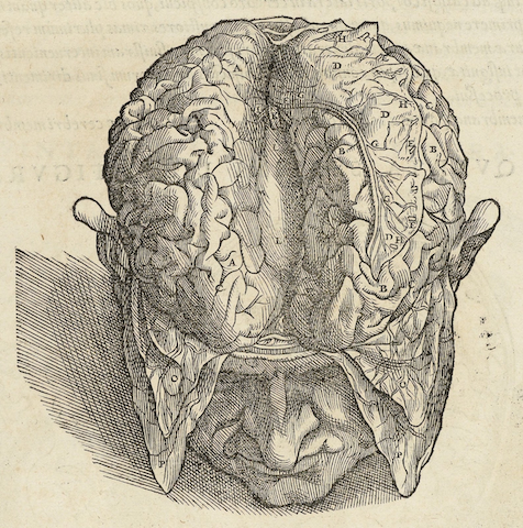 medical illustration of head with brain parts visible