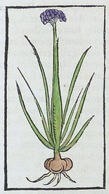 colored woodcut of onion plant