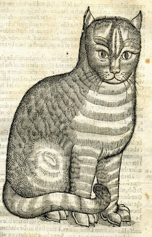 engraving of cat with dramatic eyebrows