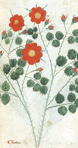botanical illustration of rose growing