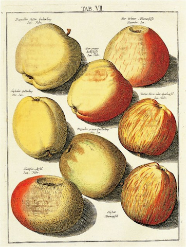 botanical illustration of various apples