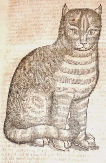 engraving of cat with prominent eyebrows