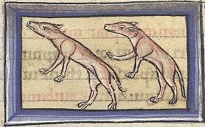 illustration of two animals, not obviously weasels