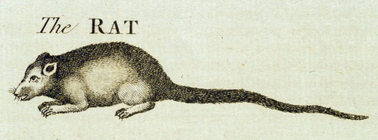 engraving of "The RAT"