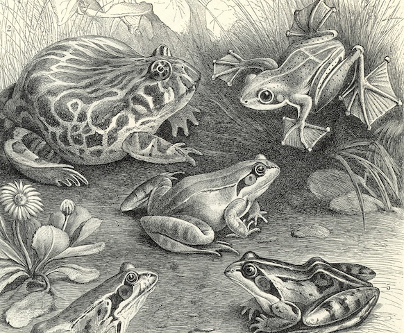 illustration of various frogs