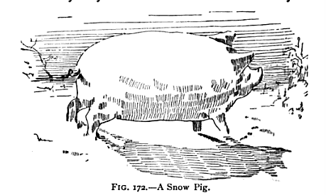 illustration of "A Snow Pig"